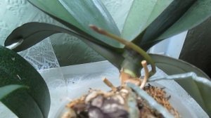 Эсхинантус " Black Pandora" расцвел ! // Миди- фаленопсис  рекордсмен