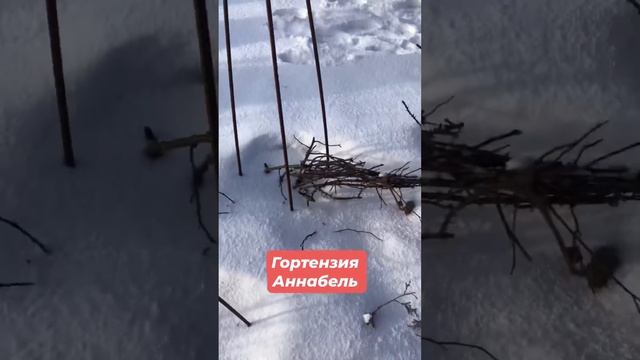 Гортензия Аннабель в начале марта ? смотреть онлайн