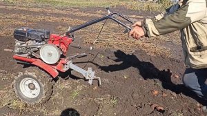 Урожайность картофеля с 1-го до 11-и вёдер в этом году.