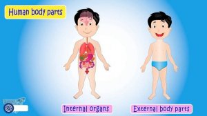 Organ System | External & Internal Body Parts | Human Organ Systems | Body Parts | Science