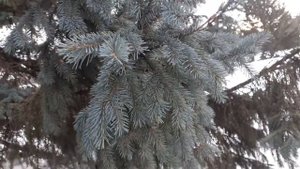 Ель сибирская. Небольшой обзор.