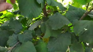 ФУНДУК . Сорт ПРЕЗИДЕНТ , интересное наблюдение ...