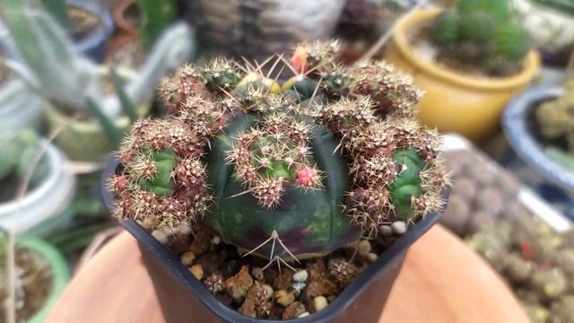 Gymnocalycium Damsii Variegata Cactus Reviews смотреть онлайн
