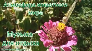 Мир насекомых и цветов. Музыка для успокоения нервов, музыка для души, релакса, отдыха, сна.