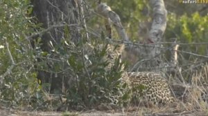 Oct 04, 2017 - Sunrise-  Stefan has Hosana right beside him on Bushwalk in Djuma