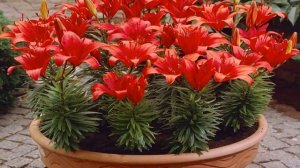 Выращивание лилий