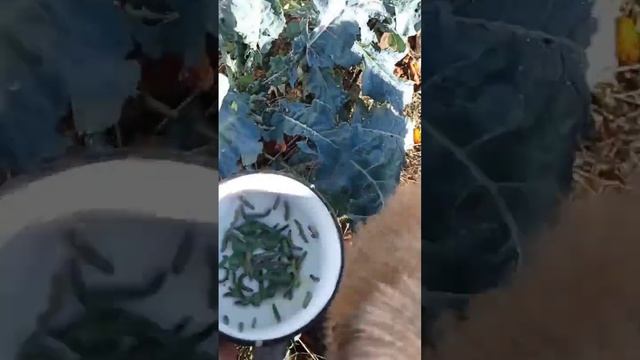 Гусеницы на брокколи! Красота...
