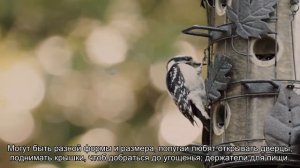 Самые нужные игрушки для попугаев