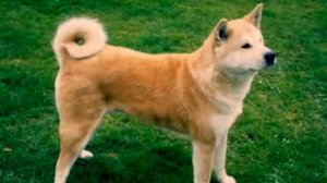 Топ-25 самых опасных пород собак