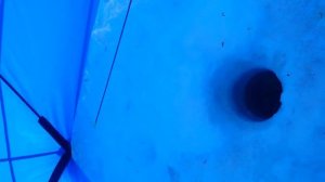 Лещ на безкивковую удочку