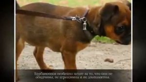 Маленькие породы собак ПТИ БРАБАНСОН