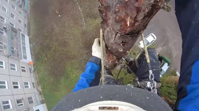 Спилить сухое дерево во дворе, что может быть проще для арбориста