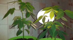 Хлопковое  дерево  Сейба.  Выращивание  из  семян.