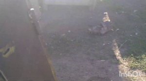 Отмываем битум) куз бас лак