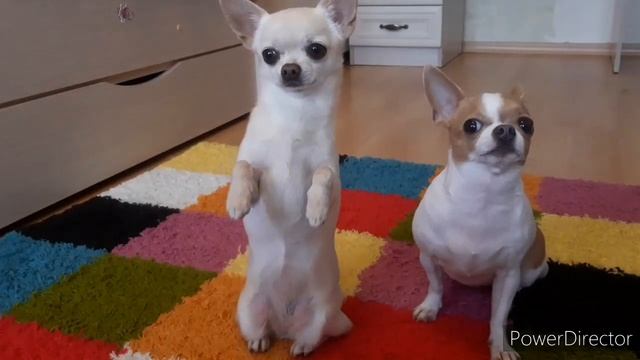 Как научить собаку милейшей команде: Обними ))? смотреть онлайн