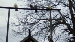 18+ .В гостях у Александрова Михаила г.Харьков немышлянский р-н.#голуби Харькова