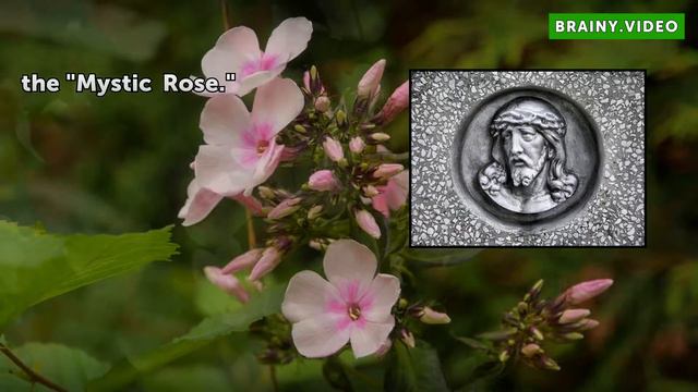 Spiritual Meaning of a Rose