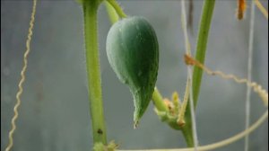 КАК УВЕЛИЧТЬ УРОЖАЙ ОГУРЦОВ И ПРОДЛИТЬ ПЛОДОНОШЕНИЕ!