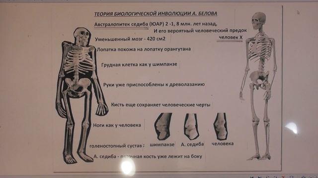 Австралопитек - бывший человек А. Белов