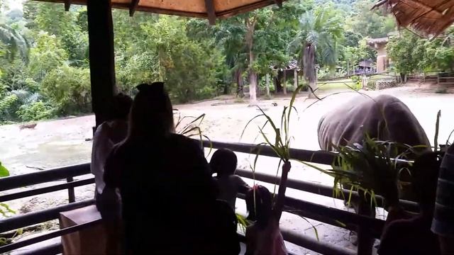 Носороги любят кушать смотреть онлайн