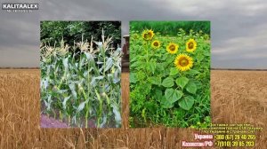 Уборка ранних зерновых культур , Сильные дожди. прогнозы по сбору урожая , Украина 2021