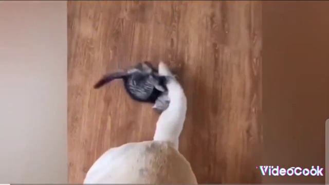 Я перезапустила видео Подборка смешных видео про животных часть 2! смотреть онлайн