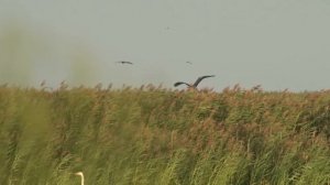 Заповедники Казахстана.  Тенгиз-Коргалжынская система озер