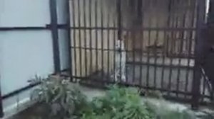 САО. Гуру маскировки