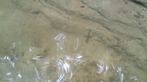 Тритоны в Тритоновом ущелье - Лазаревское Сочи