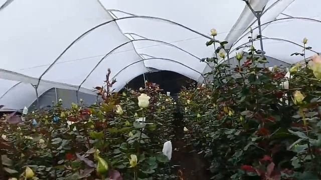 Обзор сорта розы Senorita на Эквадорской плантации смотреть онлайн