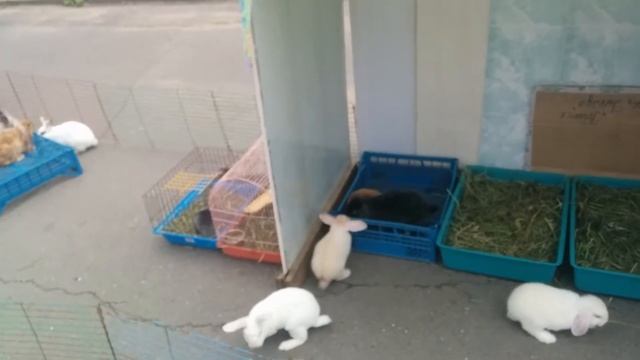 Декоративные карликовые кролики на прогулке смотреть онлайн