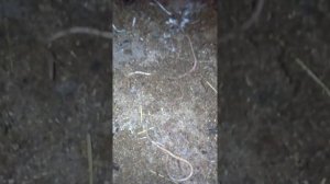 Глистогоним поросят