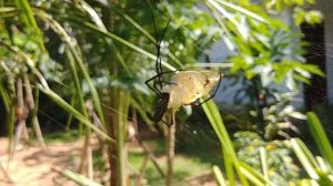 Паук и бабочка.