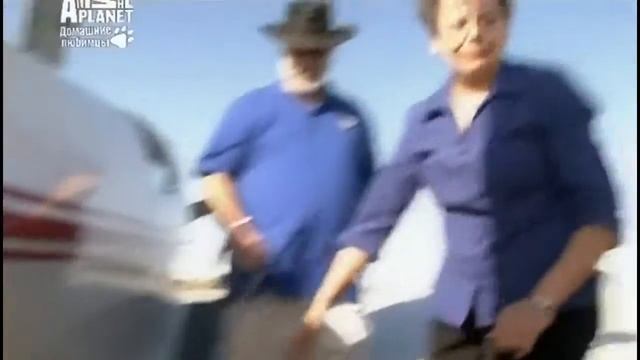 Английский сеттер. ZooPlace.Ru смотреть онлайн