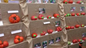 Минусинский помидор | Minusinsk tomato