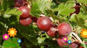 Крыжовник обыкновенный Финский красный. Краткий обзор, описание ribes uva crispa Finskii krasnyi