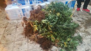 В Подмосковье полицейские задержали подозреваемого в выращивании конопли