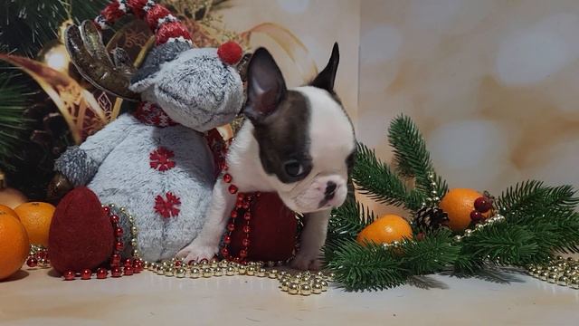 22 декабря 2023 г. смотреть онлайн