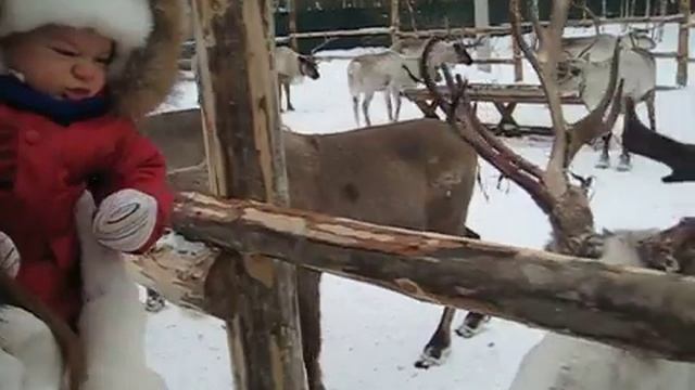 как говорят Олени ;) смотреть онлайн