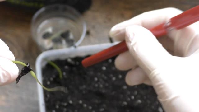 Посадка сеянцев гиппеаструма в грунт смотреть онлайн