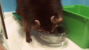 Енот стирает носок ?