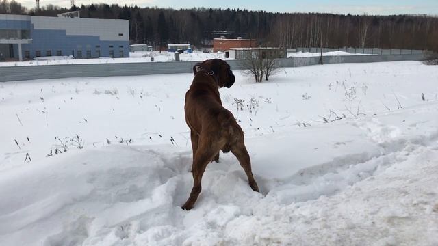 А боксёры грозно лают!!! смотреть онлайн