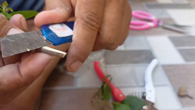 How to Make Multicoluor Bougainvillea Graftting смотреть онлайн