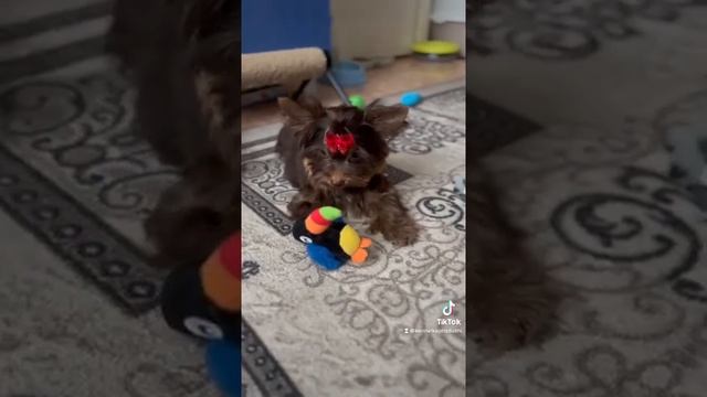Щенок шоколадного йорка Кофеек
