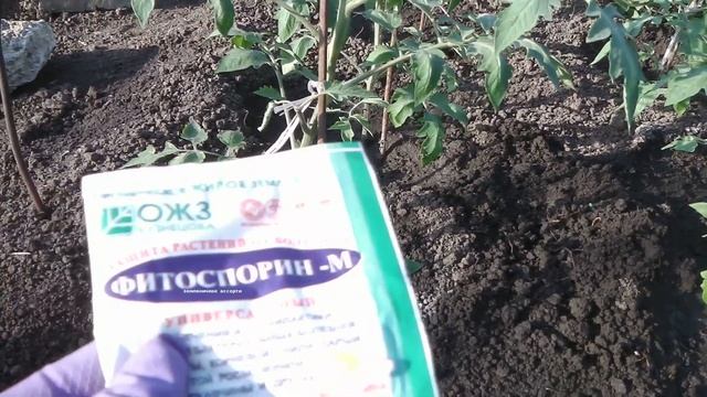 КАК ЗАЩИТИТЬ ТОМАТЫ ОТ ФИТОФТОРЫ И ДРУГИХ ГРИБКОВЫХ И БАКТЕРИАЛЬНЫХ ЗАБОЛЕВАНИЙ . смотреть онлайн