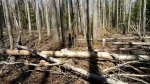 Лоси на солонце# 3