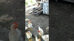 Куры не клюют!!!