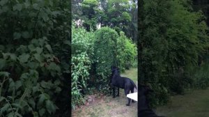 Cane Corso auf Mäusejagd