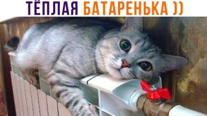 ТЁПЛАЯ БАТАРЕНЬКА ))) Приколы с котами | Мемозг 1149