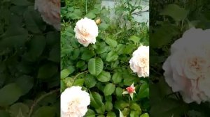 Плетистая роза Тобиак цветение